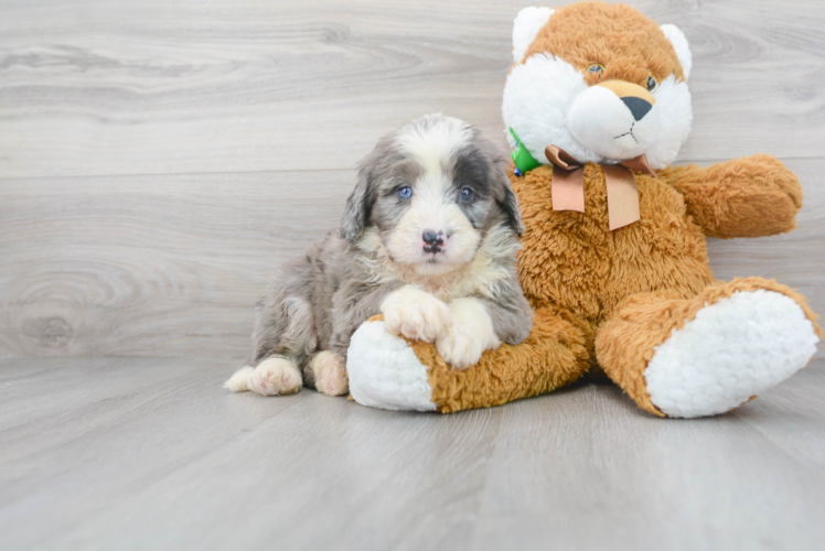 Meet Bristol - our Mini Bernedoodle Puppy Photo 1/3 - Premier Pups
