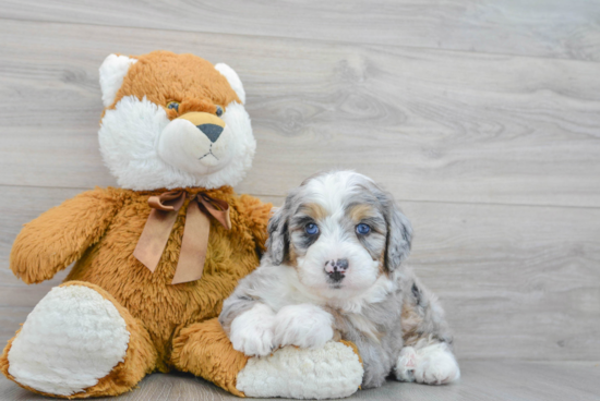 Happy Mini Bernedoodle Baby