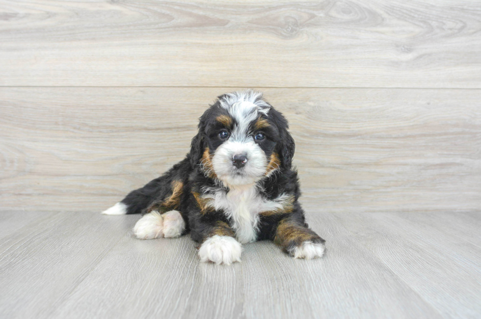 5 week old Mini Bernedoodle Puppy For Sale - Premier Pups