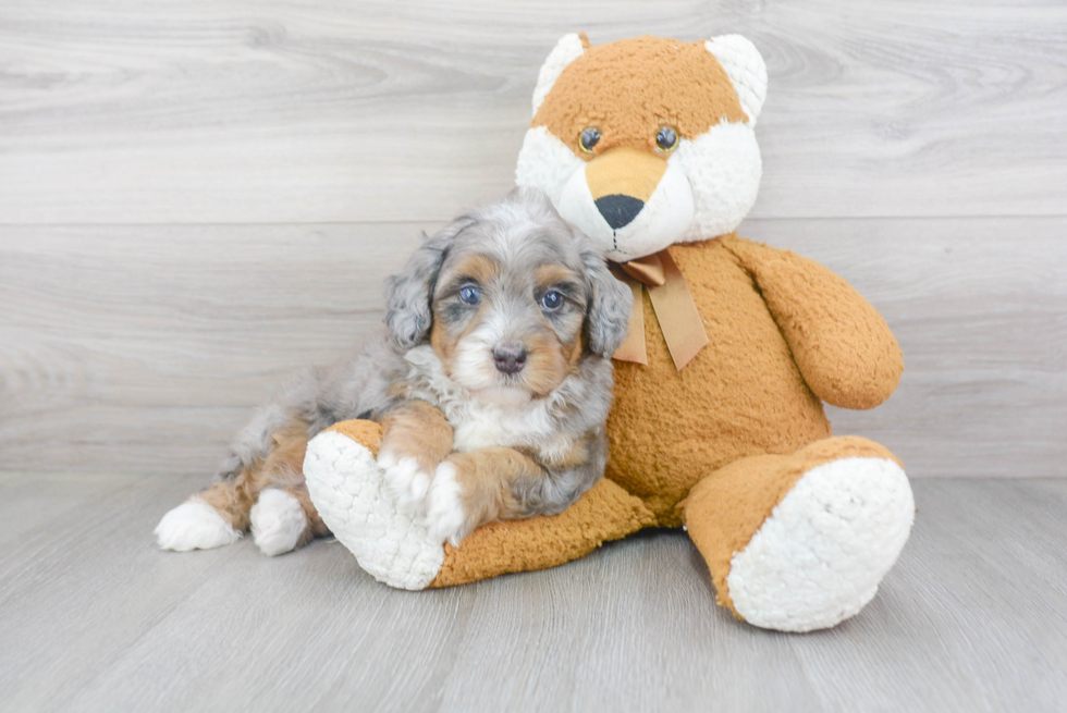 Adorable Mini Berniedoodle Poodle Mix Puppy