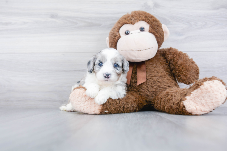 bernedoodle plush toy