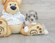 7 week old Mini Bernedoodle Puppy For Sale - Premier Pups