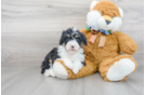 Meet Dakota - our Mini Bernedoodle Puppy Photo 2/3 - Premier Pups