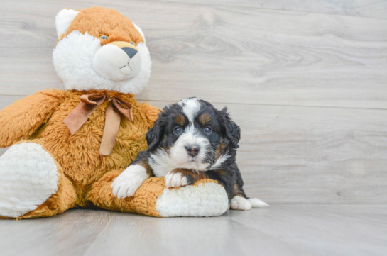 Small Mini Bernedoodle Baby