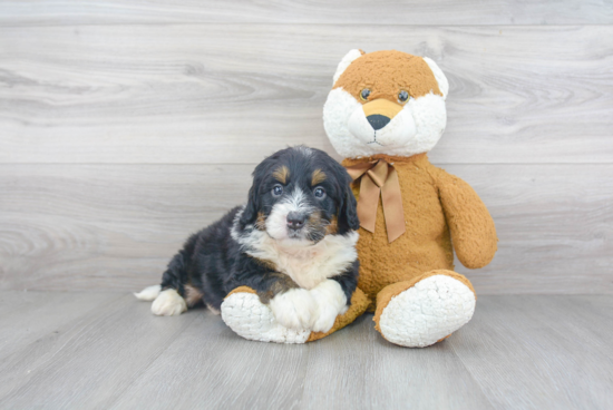 Sweet Mini Bernedoodle Baby