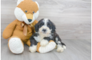 Meet Darius - our Mini Bernedoodle Puppy Photo 2/3 - Premier Pups