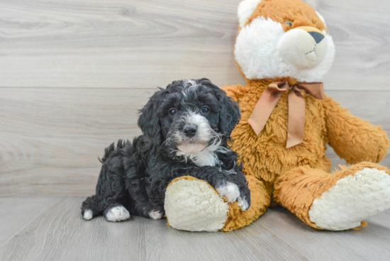 Mini Bernedoodle Puppy for Adoption