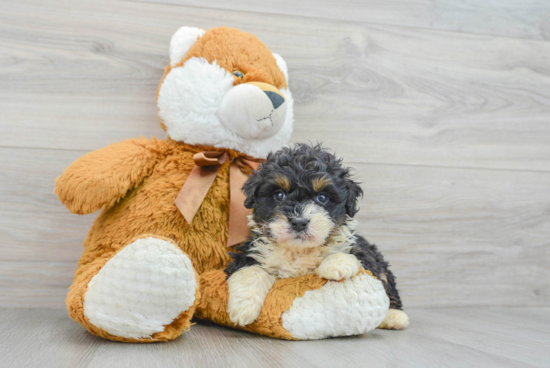 Best Mini Bernedoodle Baby