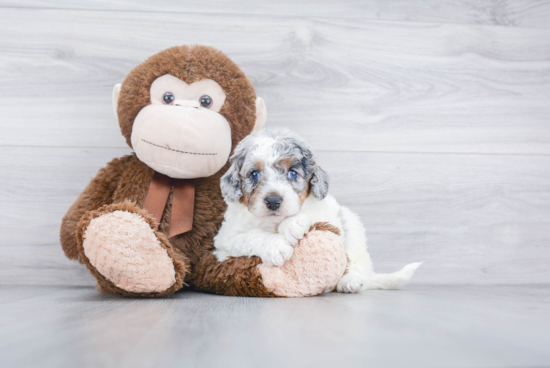 Mini Bernedoodle Puppy for Adoption