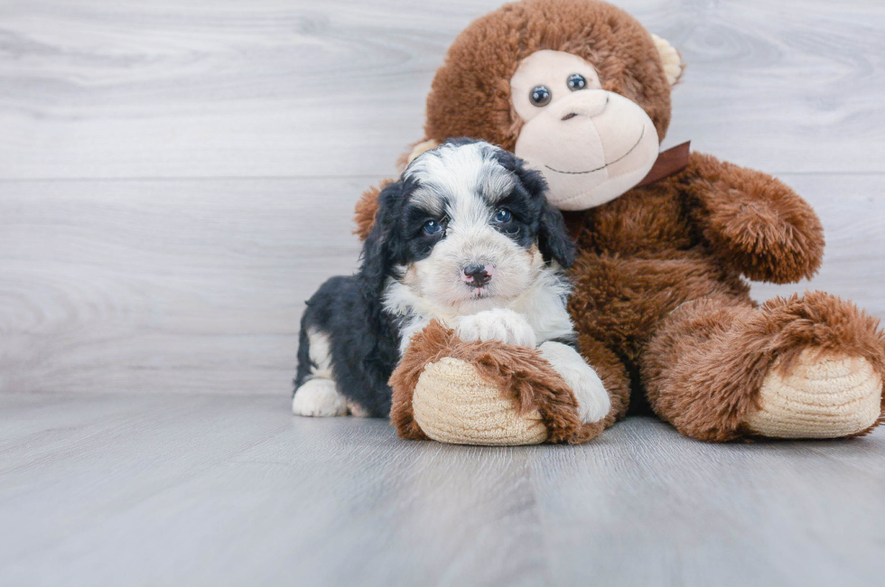 Mini Sheepadoodle for Sale | Premier Pups located in Ohio