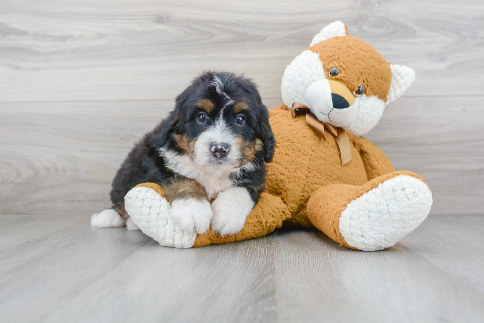 Meet Clifton - our Mini Bernedoodle Puppy Photo 2/3 - Premier Pups