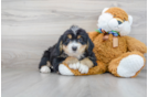 Meet Dawson - our Mini Bernedoodle Puppy Photo 1/3 - Premier Pups