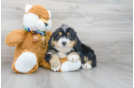 Meet Dawson - our Mini Bernedoodle Puppy Photo 2/3 - Premier Pups