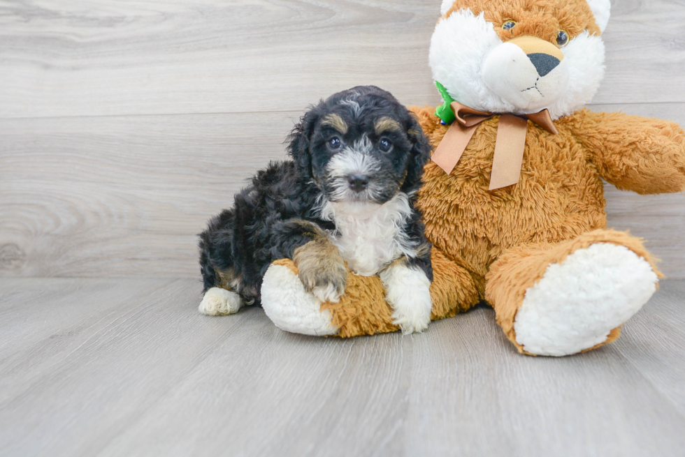 Meet Dawson - our Mini Bernedoodle Puppy Photo 2/3 - Premier Pups