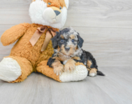 6 week old Mini Bernedoodle Puppy For Sale - Premier Pups