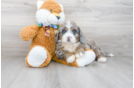 Meet Demi - our Mini Bernedoodle Puppy Photo 1/3 - Premier Pups