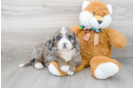 Meet Demi - our Mini Bernedoodle Puppy Photo 2/3 - Premier Pups