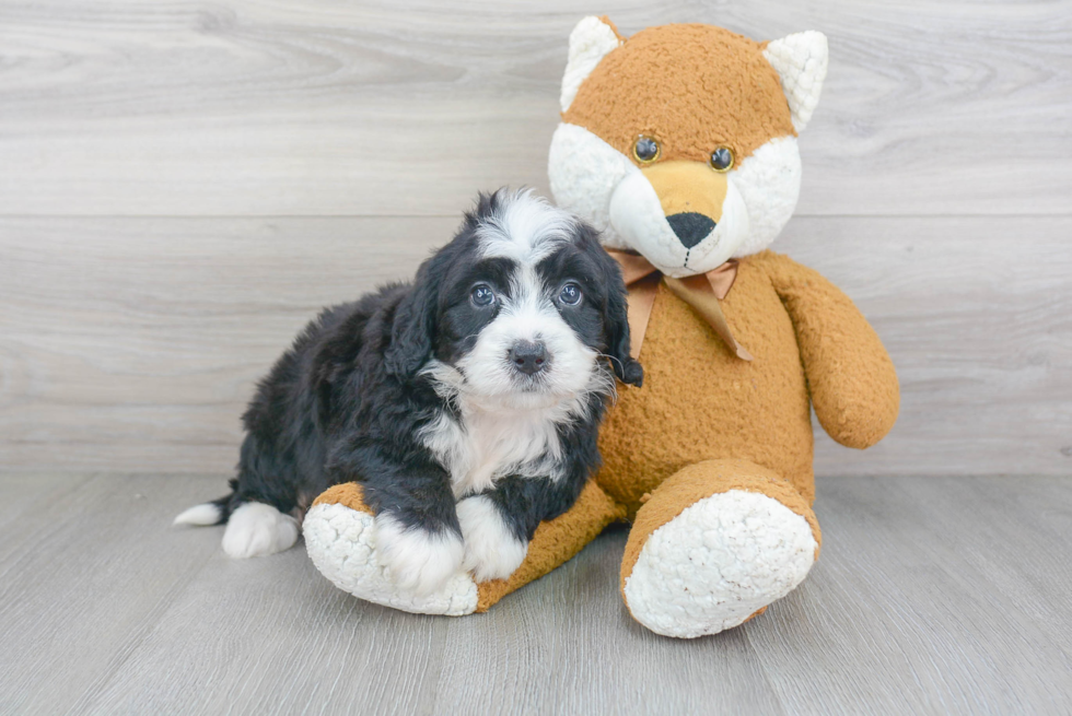 Meet Desi - our Mini Bernedoodle Puppy Photo 2/3 - Premier Pups