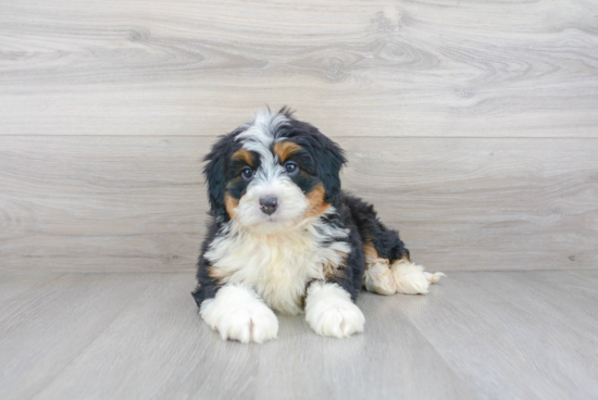 Popular Mini Bernedoodle Poodle Mix Pup