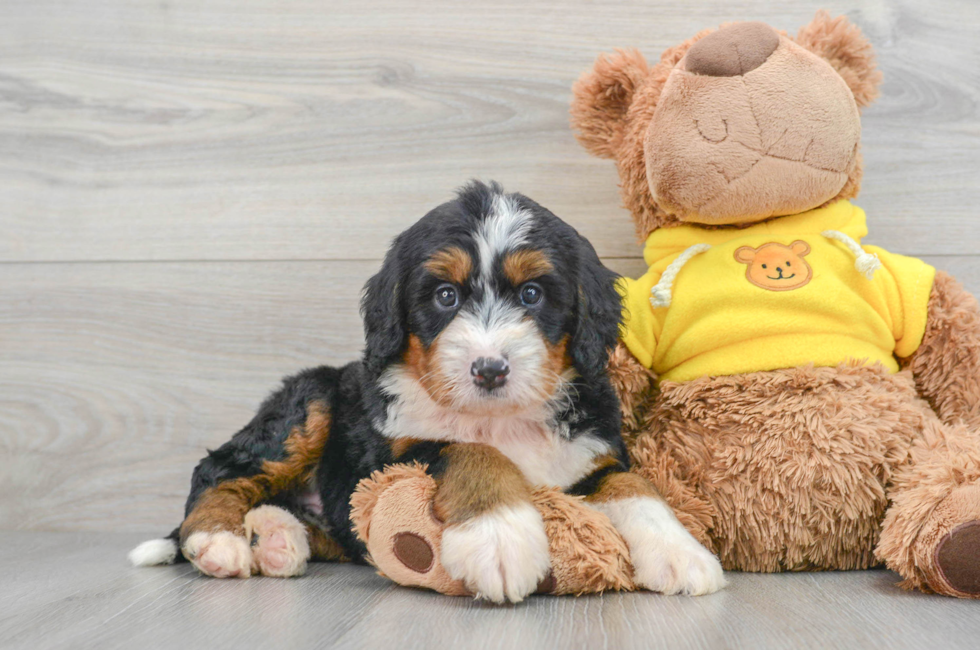 5 week old Mini Bernedoodle Puppy For Sale - Premier Pups
