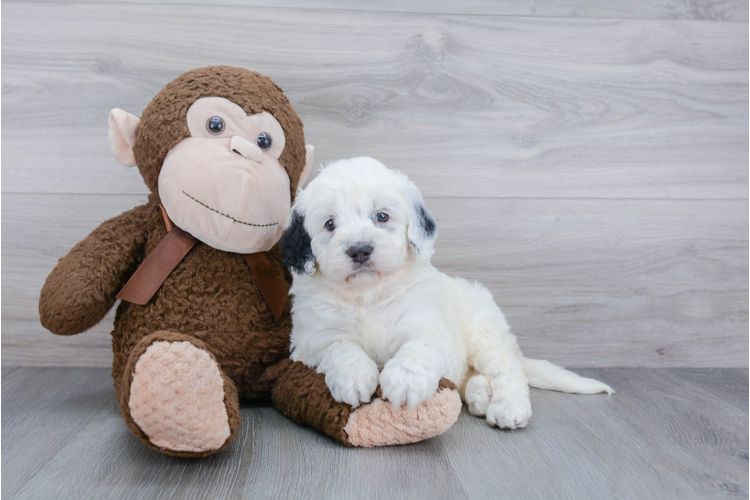 F1B MINI BERNEDOODLE PUPPY