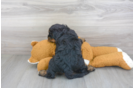 Meet Dianna - our Mini Bernedoodle Puppy Photo 3/3 - Premier Pups