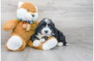 Meet Dianna - our Mini Bernedoodle Puppy Photo 1/3 - Premier Pups