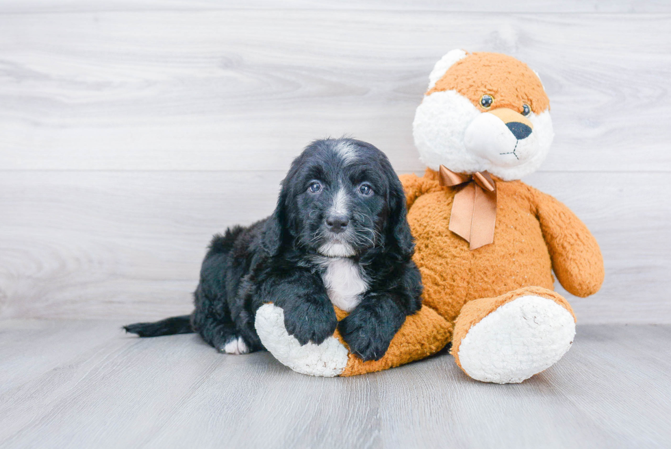 Meet Dillon - our Mini Bernedoodle Puppy Photo 2/3 - Premier Pups