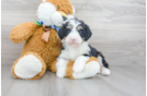 Meet Dillon - our Mini Bernedoodle Puppy Photo 2/3 - Premier Pups