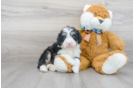 Meet Dillon - our Mini Bernedoodle Puppy Photo 1/3 - Premier Pups