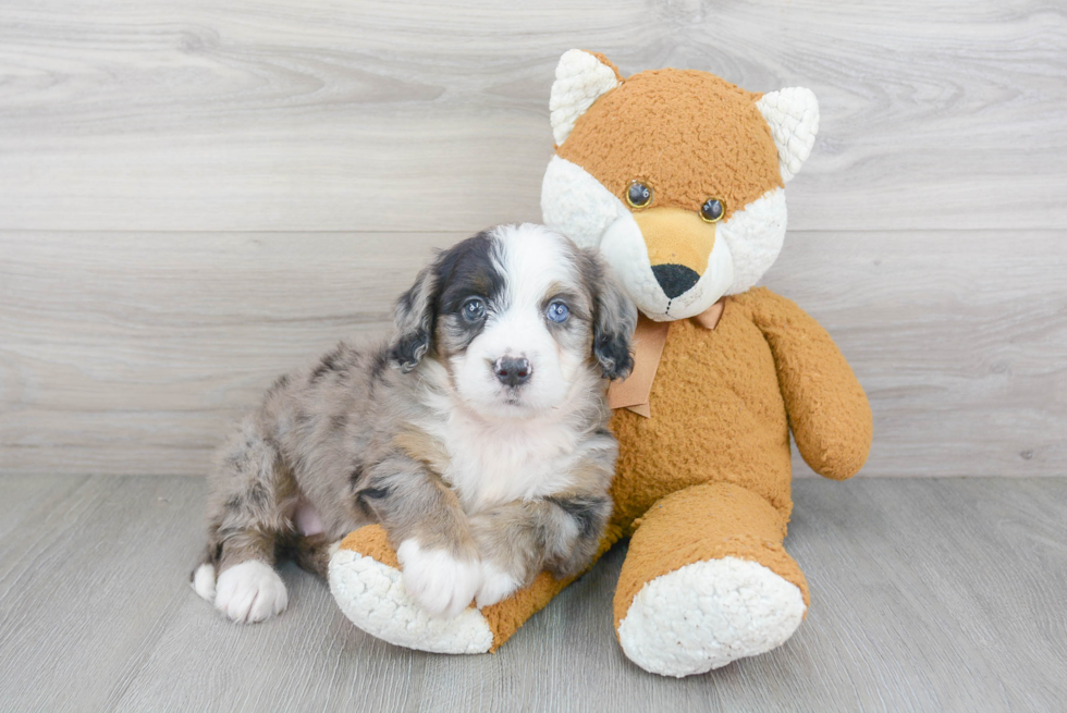 Meet Indie - our Mini Bernedoodle Puppy Photo 1/3 - Premier Pups