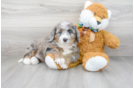 Meet Dora - our Mini Bernedoodle Puppy Photo 2/3 - Premier Pups