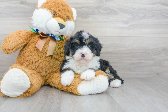 Sweet Mini Bernedoodle Baby