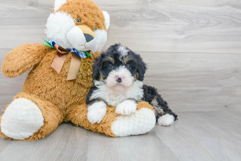 Meet Dora - our Mini Bernedoodle Puppy Photo 1/3 - Premier Pups