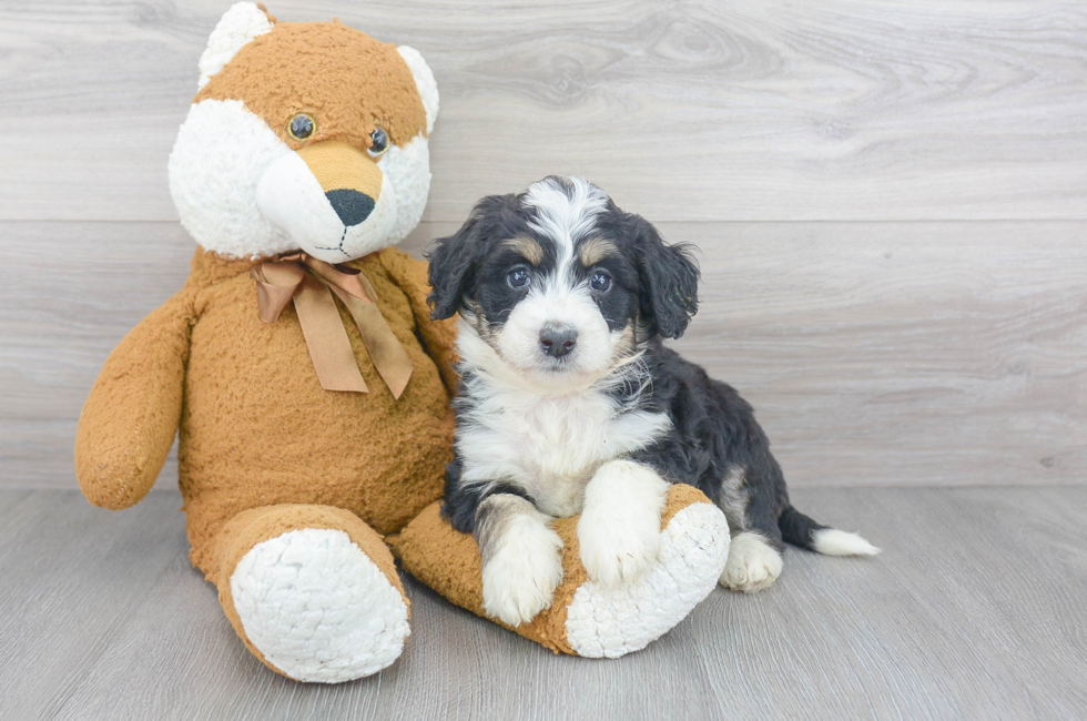 Mini Sheepadoodle for Sale | Premier Pups located in Ohio
