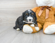 6 week old Mini Bernedoodle Puppy For Sale - Premier Pups