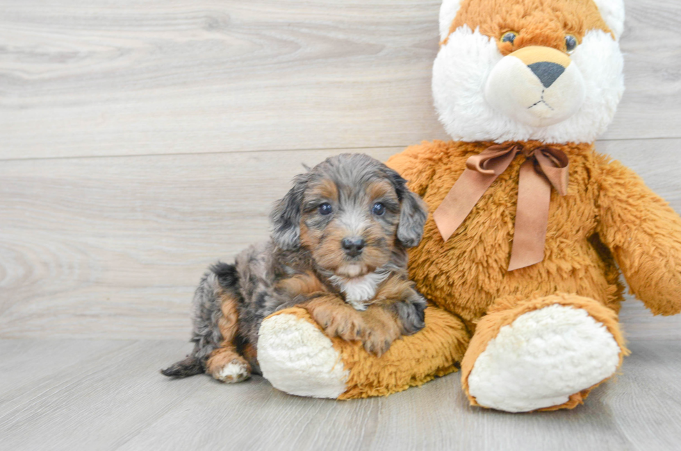 6 week old Mini Bernedoodle Puppy For Sale - Premier Pups