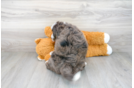 Meet Dream - our Mini Bernedoodle Puppy Photo 3/3 - Premier Pups