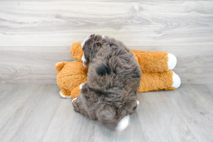 Meet Dream - our Mini Bernedoodle Puppy Photo 3/3 - Premier Pups