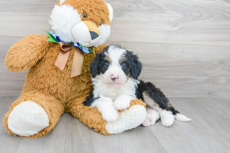 Meet Dream - our Mini Bernedoodle Puppy Photo 2/3 - Premier Pups