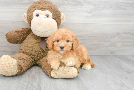 Energetic Mini Berniedoodle Poodle Mix Puppy