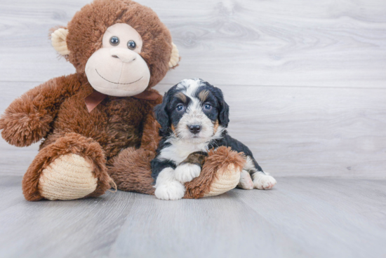 Petite Mini Bernedoodle Poodle Mix Pup