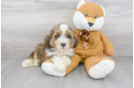 Meet Dunkin - our Mini Bernedoodle Puppy Photo 1/3 - Premier Pups