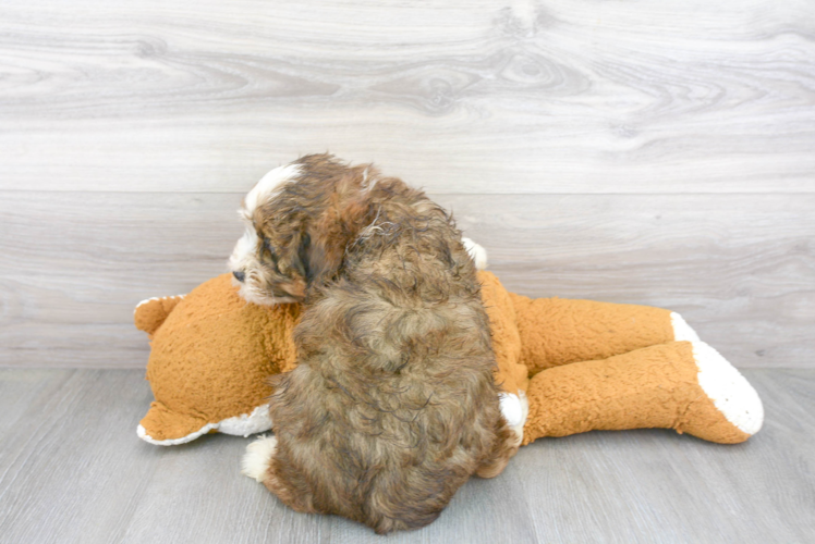 Meet Dunkin - our Mini Bernedoodle Puppy Photo 3/3 - Premier Pups