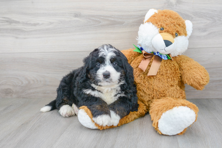 Meet Dunkin - our Mini Bernedoodle Puppy Photo 2/3 - Premier Pups