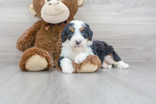 Funny Mini Bernedoodle Poodle Mix Pup