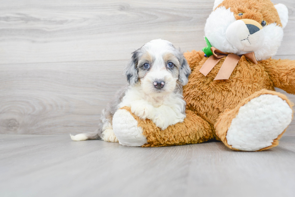 Meet Dunkin - our Mini Bernedoodle Puppy Photo 2/3 - Premier Pups