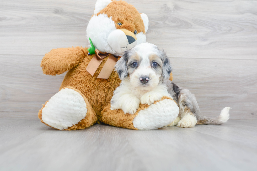 Meet Dunkin - our Mini Bernedoodle Puppy Photo 1/3 - Premier Pups