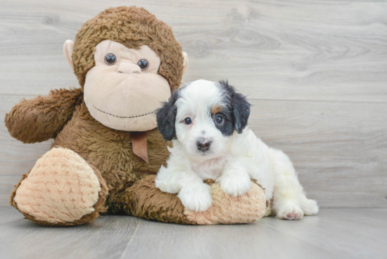 Happy Mini Bernedoodle Baby