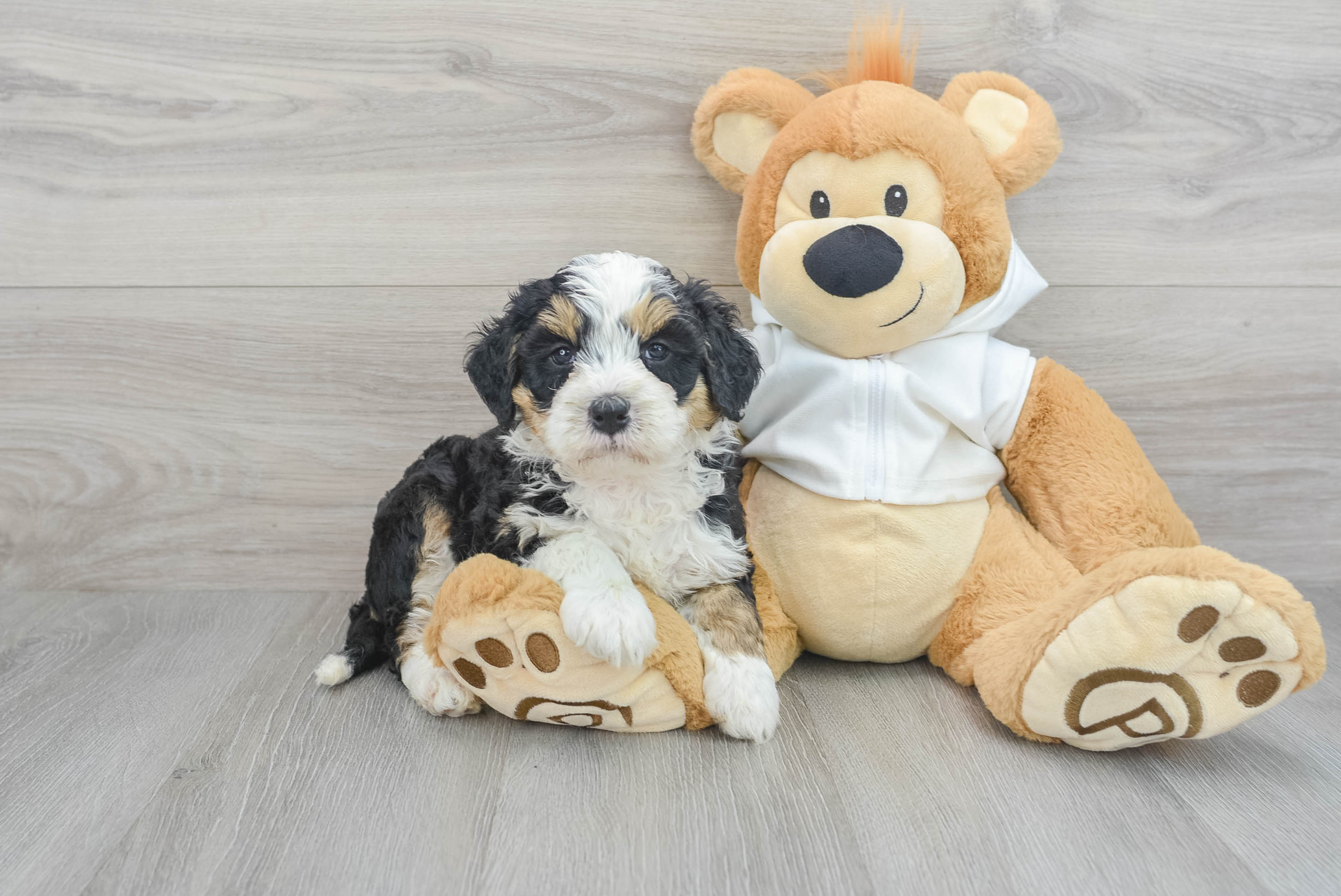 Teddy bear bernedoodle for clearance sale